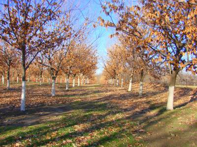 Chestnut Tree Orchard Rows